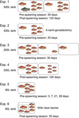 Divulging the social sex change mechanism in a unique model system for studying the sexual plasticity of protogynous hermaphrodite fish, three bamboo leaf wrasse (Pseudolabrus sieboldi)